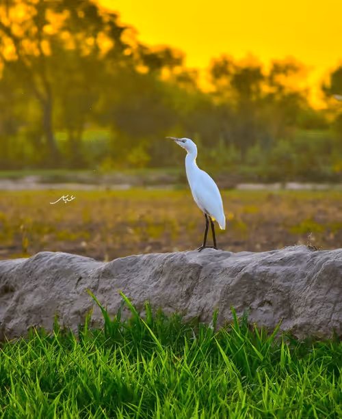 Item #9104047852343460824823657095955061139286762947505329334286274242295682301953 Media