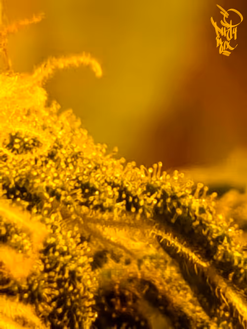 Item #5375170019579864055237503846740004616490270421629515868893561884879221686273 Media