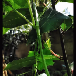 3787080761074609709675817509753112159059746763483256848434353711728035889153