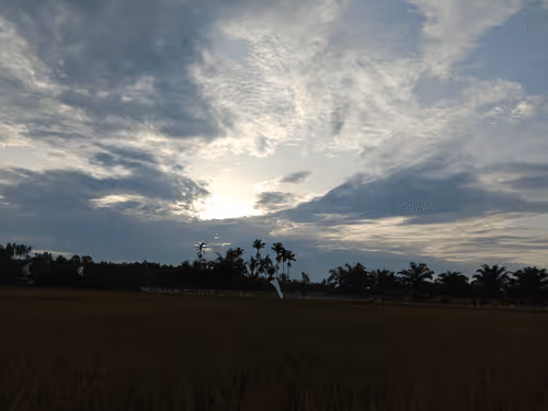 Rice Field 
