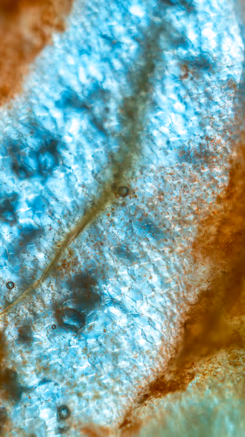 Item #11248459499450087743120670419350516870464666210533379678021336315793938317313 Media