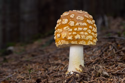 Item #64713155281190120806625528010509445569029273032710388433466981985887709036545 Media