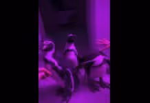 Item #100130413644735537791983996697330642520742807021255249263869117099049788375041 Media