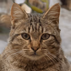 106393158711752592444527764053332067386103257112262188176365275382598290374657