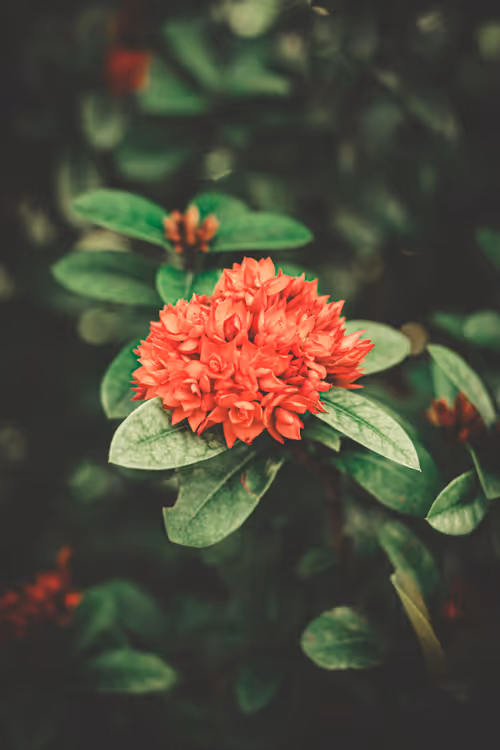 Item #106365691963293515461668542924665813938706478634407717375484205393372608724993 Media