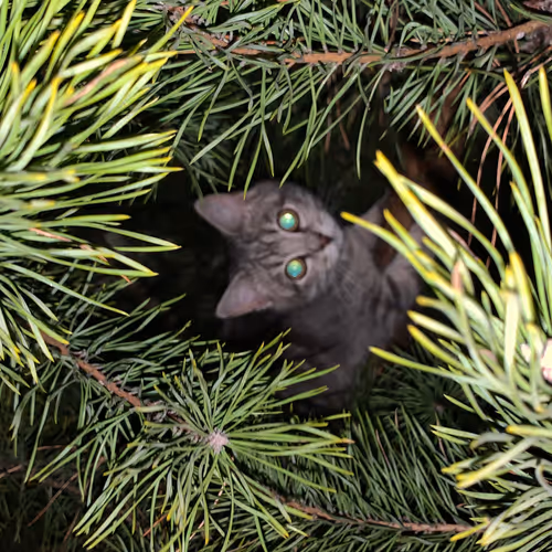 Untitled Collection #205828648