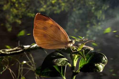 Item #99715914697740793076338412380725391321473936957855519072634221283240593850369 Media