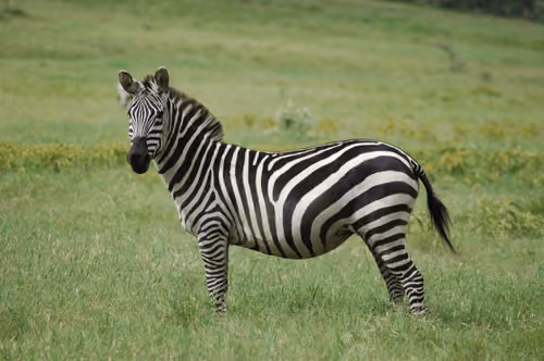 zebra
