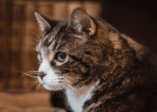 Item #108333172836631629328696584714053398631603269563571358519615745302020568907777 Media