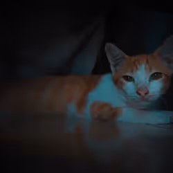 Cat the animal