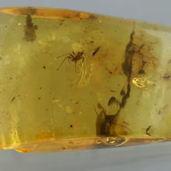 Ragno SPIDER Araneae rara inclusione fossile Ambra Baltica 29x19x8 mm. 