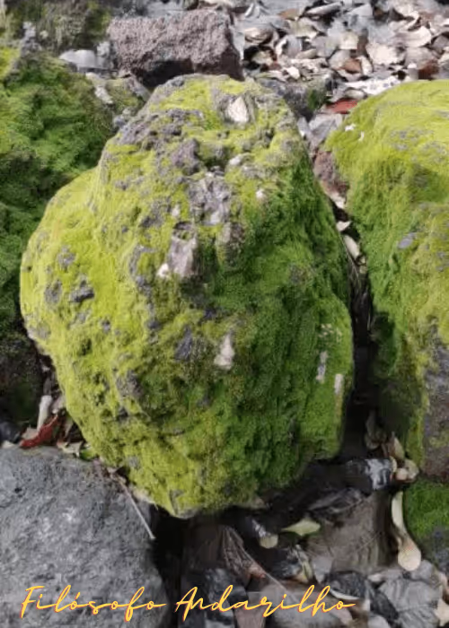 Item #42165497215799268651933513800091680414625417379712449060150831231926028730369 Media