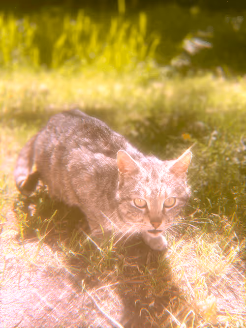 Item #102650025238985064889532626323507420633017859616961165632132729706613106016257 Media