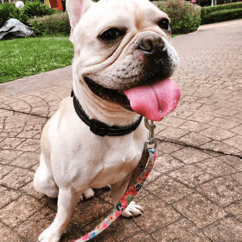 French Bulldog DAO