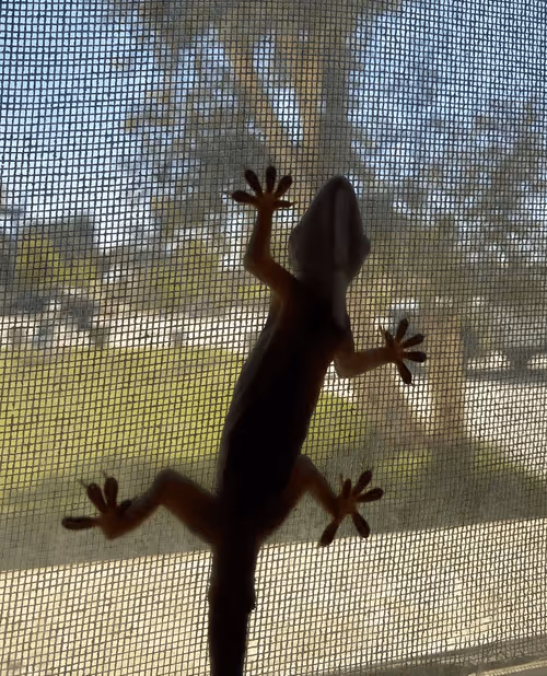 Item #80418120856134302278637307072204433004144636679393613455074418722308098097153 Media