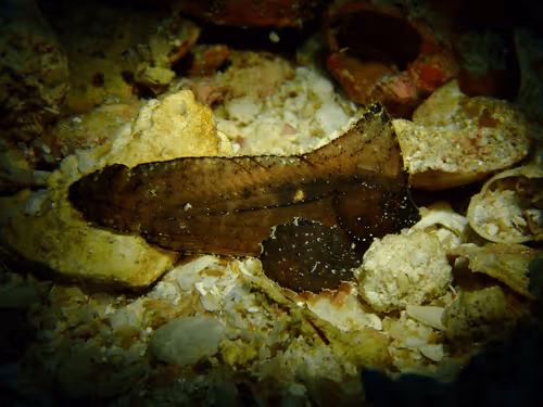 Underwater Unseen Thailand