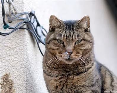 Item #2711319510957153195330944047216093418835662040940528205339224312742116590568 Media