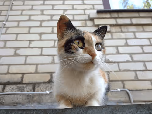 Item #41983459946325006344850038724007157971914249844141491949312560323860696662017 Media