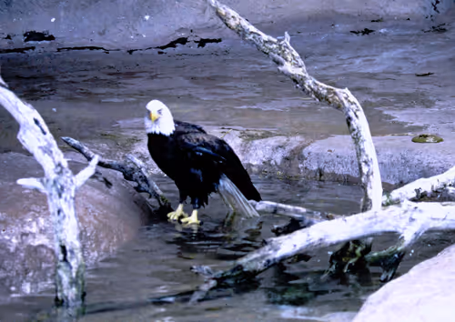 Item #113047771030127017240919341709485116586684509374101894410877815037087717523457 Media