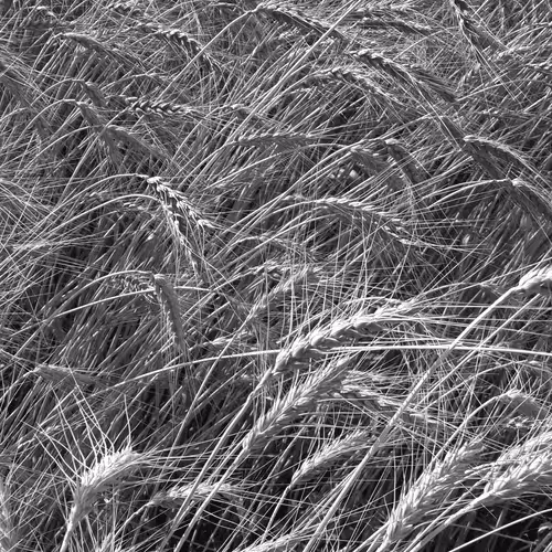 Item #107742627867956892364714120184147413803821811265510288122929724898240408584193 Media