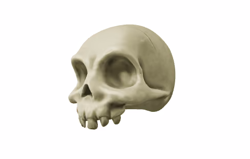raw skull 3d model