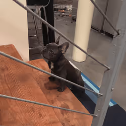 99031261785432219130552668818269695456905868997165113515571762332445370744833