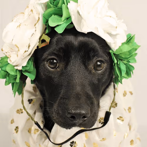 Item #108175385754913638577213036180834446424025282254093362741569171404852392099841 Media