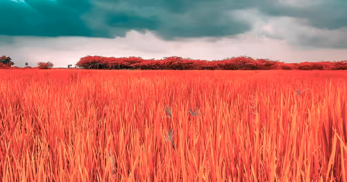 Item #66869618967602468746282682134224071188176977612925683750595185182522476593153 Media