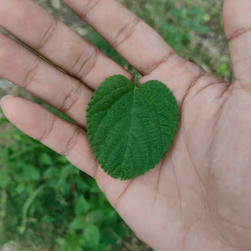 Item #31081804352330578596568685091517160537930858517835942894700269958126895104001 Media