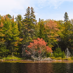 Untitled (fall color burst)2/50