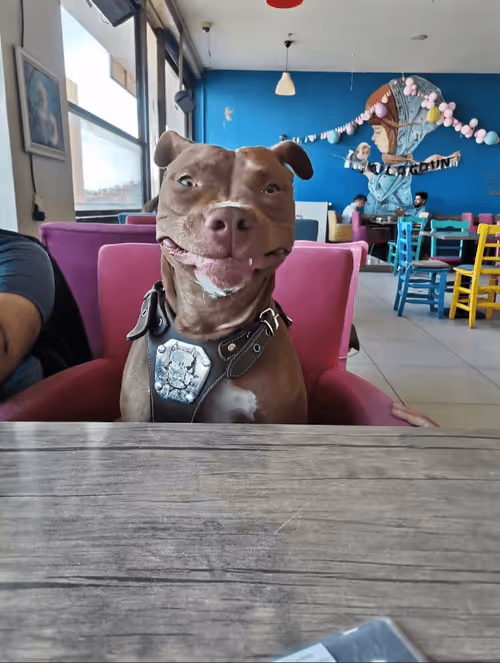 Item #68091206363081071862919702361210984508284972400388115316858263105260830588929 Media