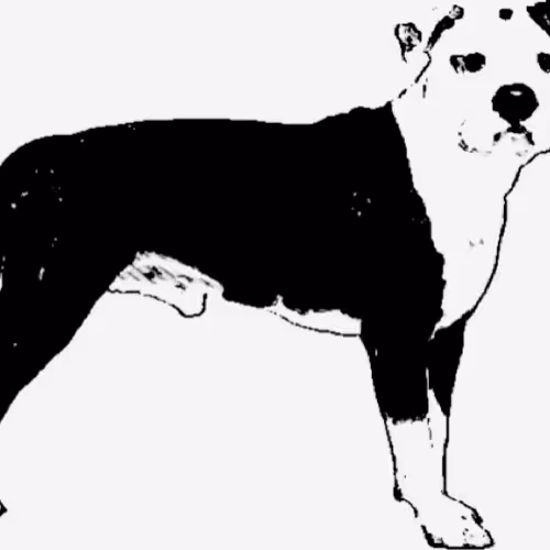 Item #23143313246472061328071561115701105421589606567298838424350448112653685489665 Media