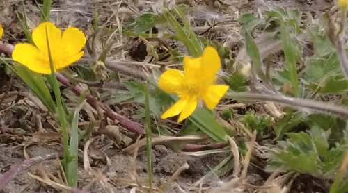 Item #98679578177621649628089872010712381059223698631184272161596299623462900596737 Media