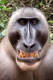 Item #47367285098804590340098737164755532905841448226000359594910361030875586494469 Media