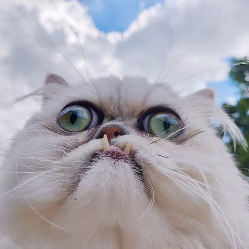 Catugly