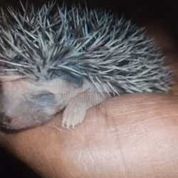 salt pepper spiky live ball