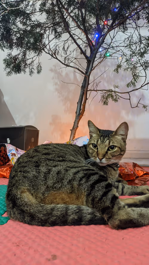 Item #83598511020809395668392107296684727847171301861461078139550822511347312361473 Media