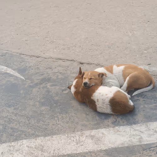 Item #67992331650723614361703023374283579868266072419832795467838943505467161182209 Media