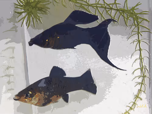 Item #74464285102539120175525880978246253166996374944805974491567127467818309648385 Media