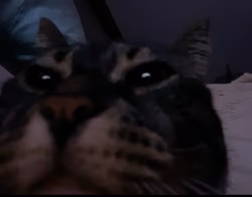 Justincats