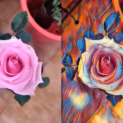 Rose