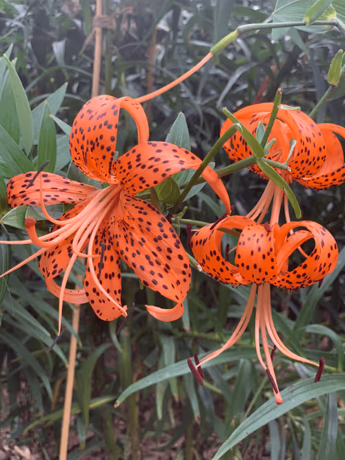 Item #108333172836631629328696584714053398631603269563571358519615745321811778207745 Media