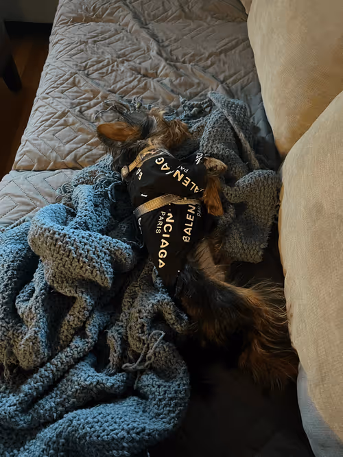 Item #88066140528539479869456014744410398514327997074780151392509103654233683525633 Media