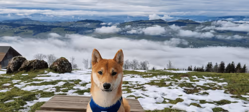 Item #51858709847349082355477028651242767391039160802379825665602477044582739607553 Media