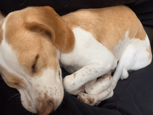 Item #37715491571957461099000539797744000838514111525343003399530504625716971176036 Media