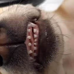 cute dog teeth
