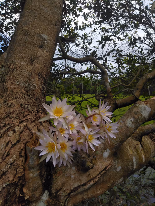 Item #96373460507912281939903112807065392587728079623754575039603803265159527399425 Media