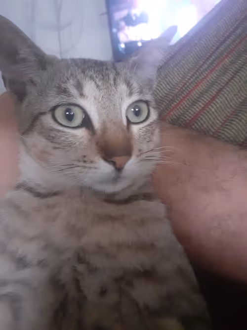 Item #4206968959528382267850550168117913088191590325513865346546053393439713656833 Media