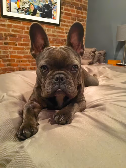 Item #99031261785432219130552668818269695456905868997165113515571762466585789333505 Media