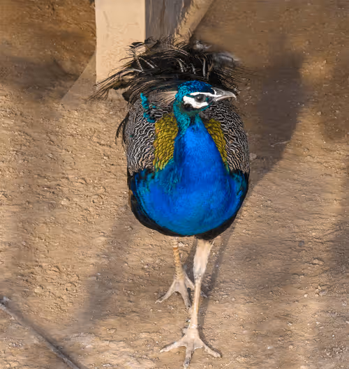 Item #81039049813216597257953829520223769972049979763513540310904561900151965220865 Media